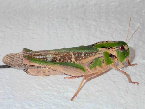 Réf. 229 601 : Locusta migratoria
